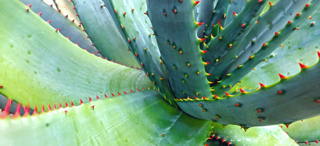 Nahaufnahme der Aloe-Ferox-Pflanze mit grünen Blättern und roten Dornen
